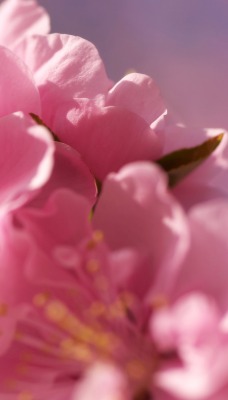 цветы розовые крупный план