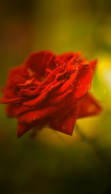 цветок роза размытость