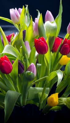 тюльпаны букет цветы