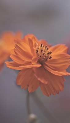цветок оранжевый размытость
