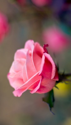 роза кустовая бутон розовый