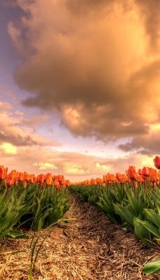 тюльпаны поле небо на закате