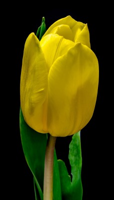 цветок желтый тюльпан черный фон