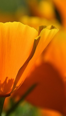 цветок оранжевый бутон
