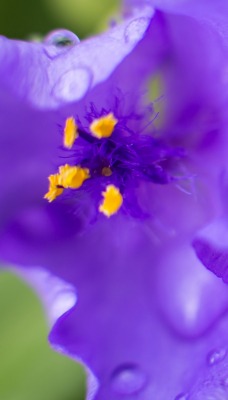 цветок фиолетовый пестик