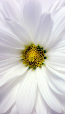 цветок белый лепестки ромашка макро