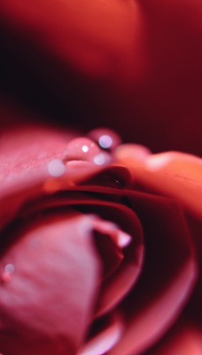 цветок капли лепестки роза бутон макро