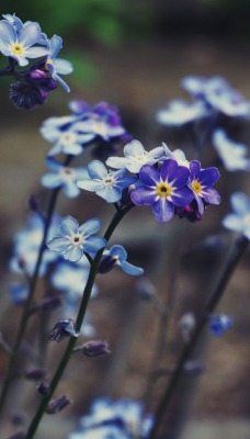 цветы голубые полевые