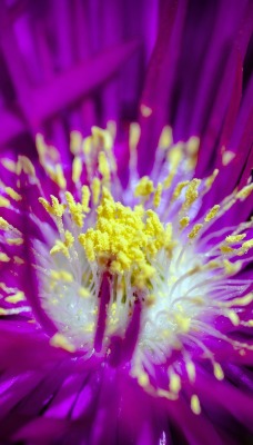 цветок пестик макро