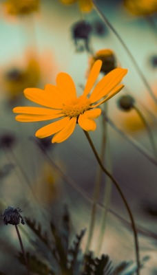 цветок оранжевый ромашка крупный план