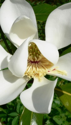 магнолия цветок белый лепестки