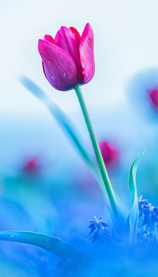 тюльпан цветок размытость