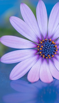 цветок лепестки фиолетовый