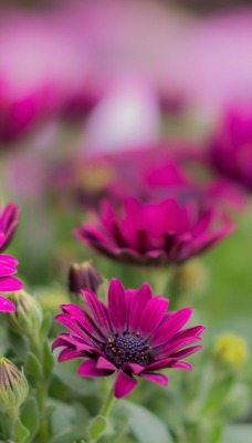 цветы крупный план фиолетовый