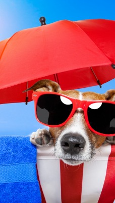 собака шезлонг зонтик