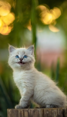 котенок улыбка смех юмор