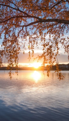озеро береза осень закат