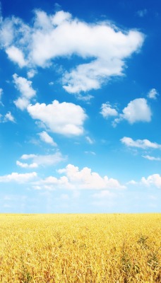 поле рожь небо облака голубое небо лето