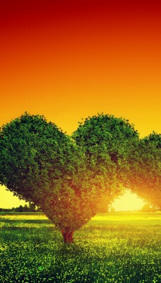 сердце деревья