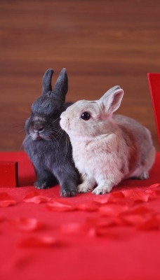 природа животные любовь кролики