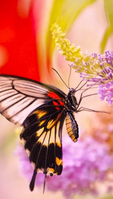 бабочка цветок макро