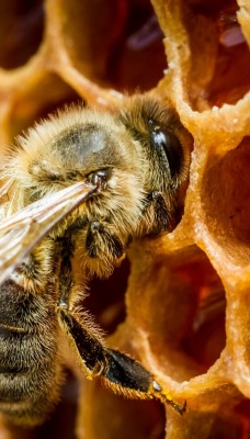 Пчела соты мед