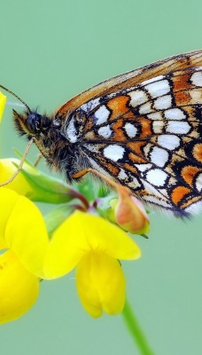 Цветок бабочка макро