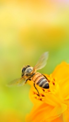 Пчелы цветы желтые