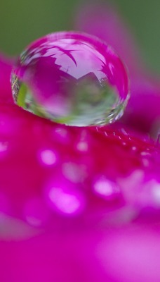 Капля макро розовый цветок