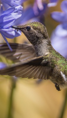 животное птица колибри макро