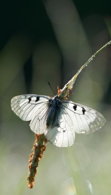 Бабочка макро природа