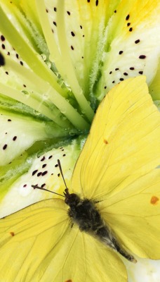 желтая бабочка макро