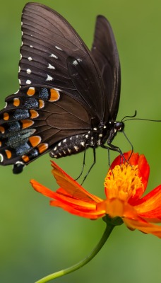 Бабочка на цветке черная макро