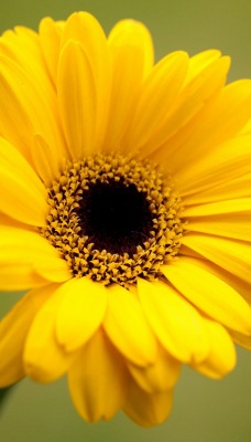 цветок желтый flower yellow