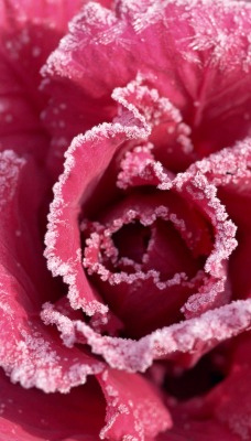 природа роза макро иней снег