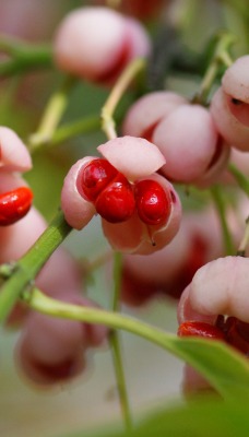 красные ягоды макро листья ветка