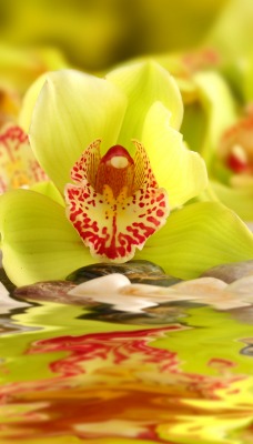 орхидеи макро цветы