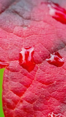 лист капли макро красный