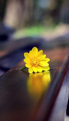 цветок лавка желтый макро крупный план