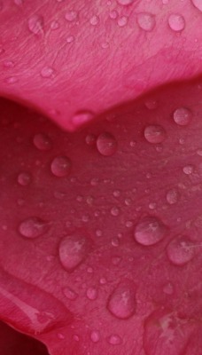 лепесток капли макро розовый
