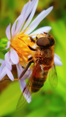 пчела цветок макро