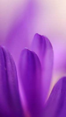 лепестки цветок фиолетовый макро