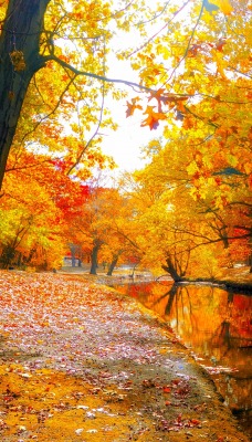 Осень речка деревья клен листья