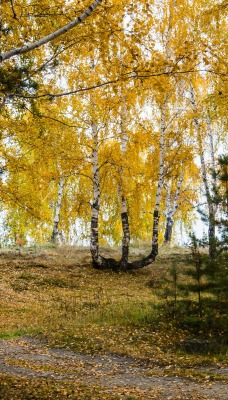 природа деревья березы осень