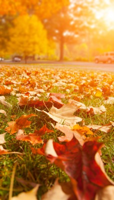 поляна листья осень солнечный свет