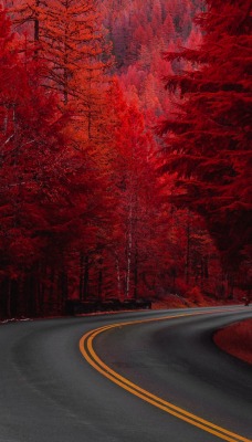 дорога осень лес красный