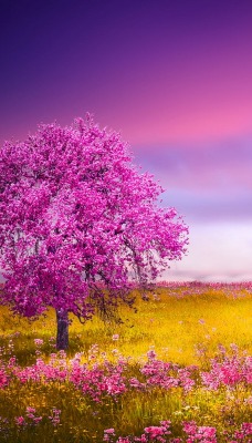 цветение фиолетовый поле дерево