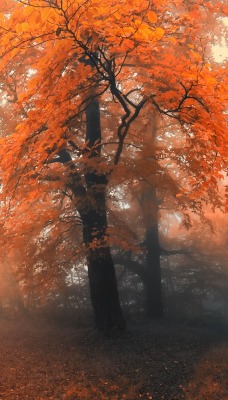 лес осень деревья туман