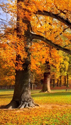 природа деревья осень