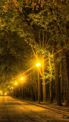 парк деревья фонари Park trees lights